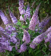 Buddleja Davidii kopen Kalmthout